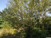 drzewokrzew_1072