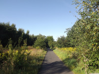 drzewokrzew_1073