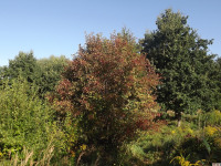 drzewokrzew_1074