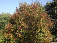 drzewokrzew_1075