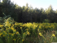 drzewokrzew_1076