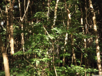 drzewokrzew_1083