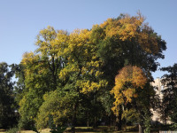 drzewokrzew_1086
