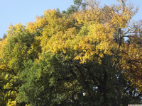 drzewokrzew_1087