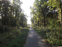 drzewokrzew_1097