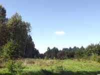 drzewokrzew_1100