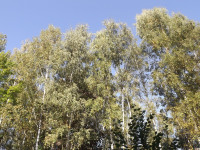 drzewokrzew_1103