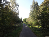 drzewokrzew_1104
