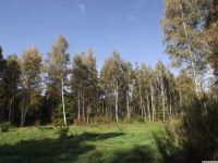 drzewokrzew_1105