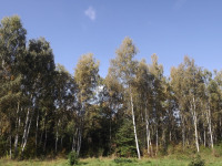 drzewokrzew_1106