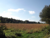 drzewokrzew_1107