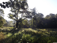 drzewokrzew_1108