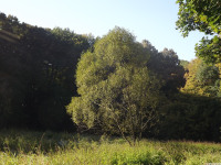 drzewokrzew_1109