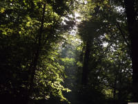 drzewokrzew_1111