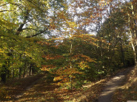 drzewokrzew_1115
