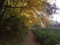 drzewokrzew_1122