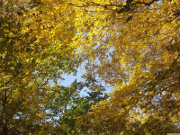 drzewokrzew_1123
