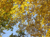drzewokrzew_1124