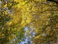 drzewokrzew_1125