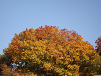 drzewokrzew_1132