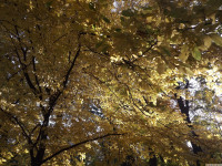 drzewokrzew_1137