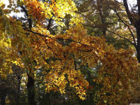 drzewokrzew_1138