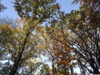 drzewokrzew_1142