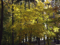 drzewokrzew_1143