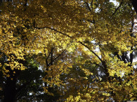 drzewokrzew_1145