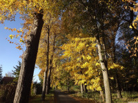 drzewokrzew_1146