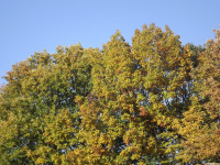 drzewokrzew_1147