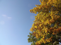 drzewokrzew_1148