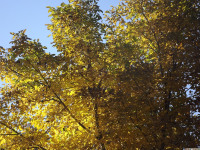 drzewokrzew_1149