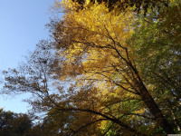 drzewokrzew_1159