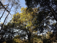 drzewokrzew_1160