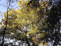 drzewokrzew_1161