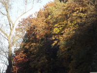 drzewokrzew_1162