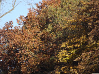drzewokrzew_1163