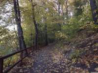 drzewokrzew_1164