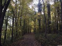 drzewokrzew_1165