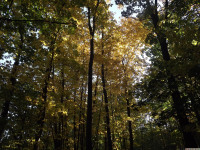 drzewokrzew_1166