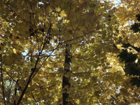 drzewokrzew_1167