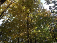 drzewokrzew_1168
