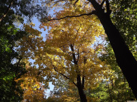 drzewokrzew_1172