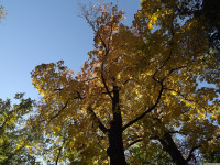 drzewokrzew_1176