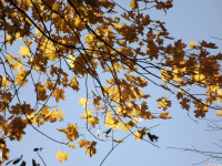 drzewokrzew_1179