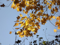 drzewokrzew_1181