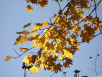 drzewokrzew_1182
