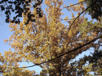 drzewokrzew_1187