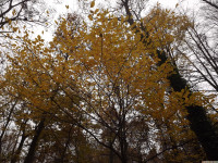 drzewokrzew_1188